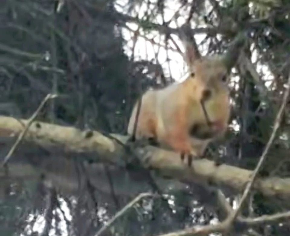 На Московской улице в Калуге сняли видео с белкой.