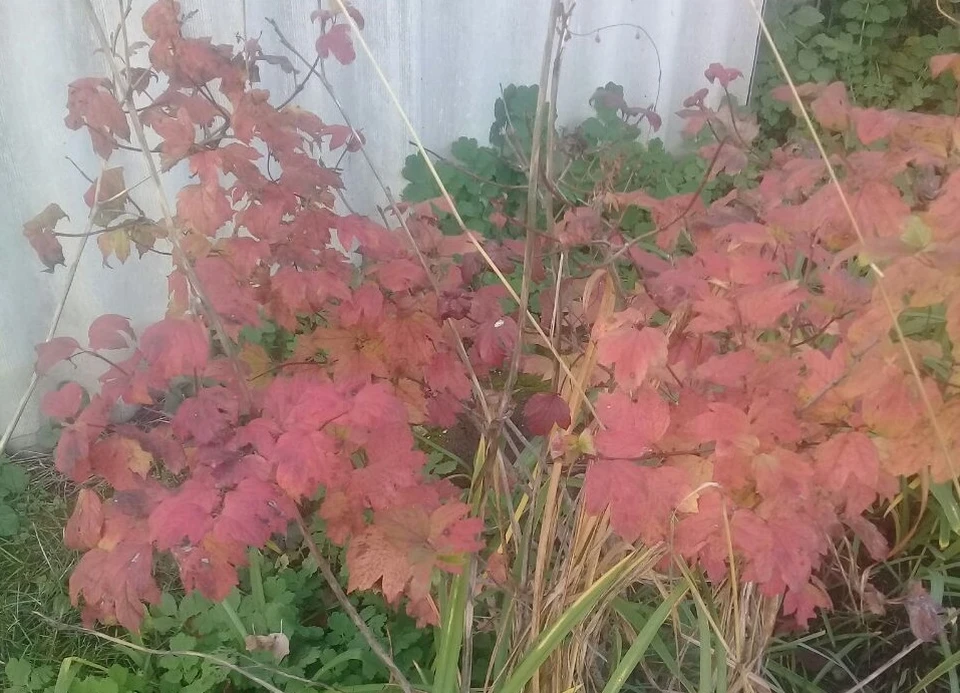 Ветер северный, ночью 2-7 м/с, днем 6-11 м/с.