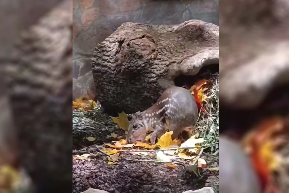 Пака обустраивает свое жилище. Фото: t.me/lenzoopark