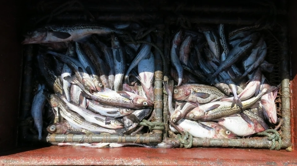 Экспорт рыбы и морепродуктов из Приморья вырос за неделю