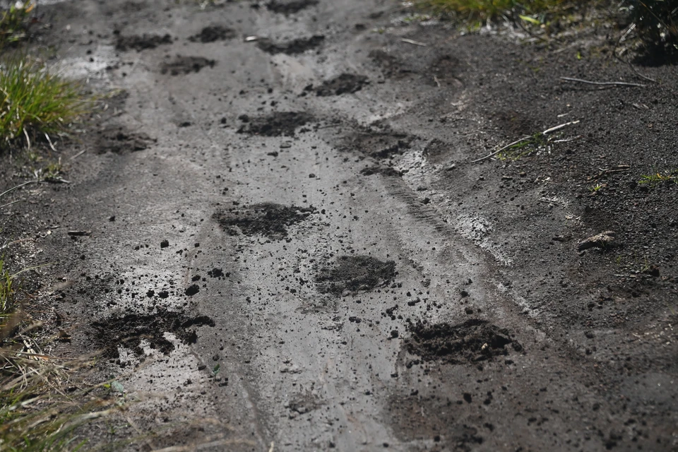 Жителей Советской Гавани предупредили о появлении медведя на кладбище