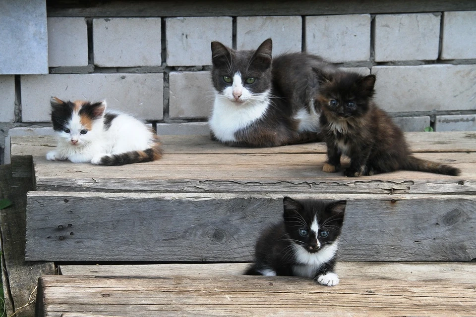 Убийц кошек ищут