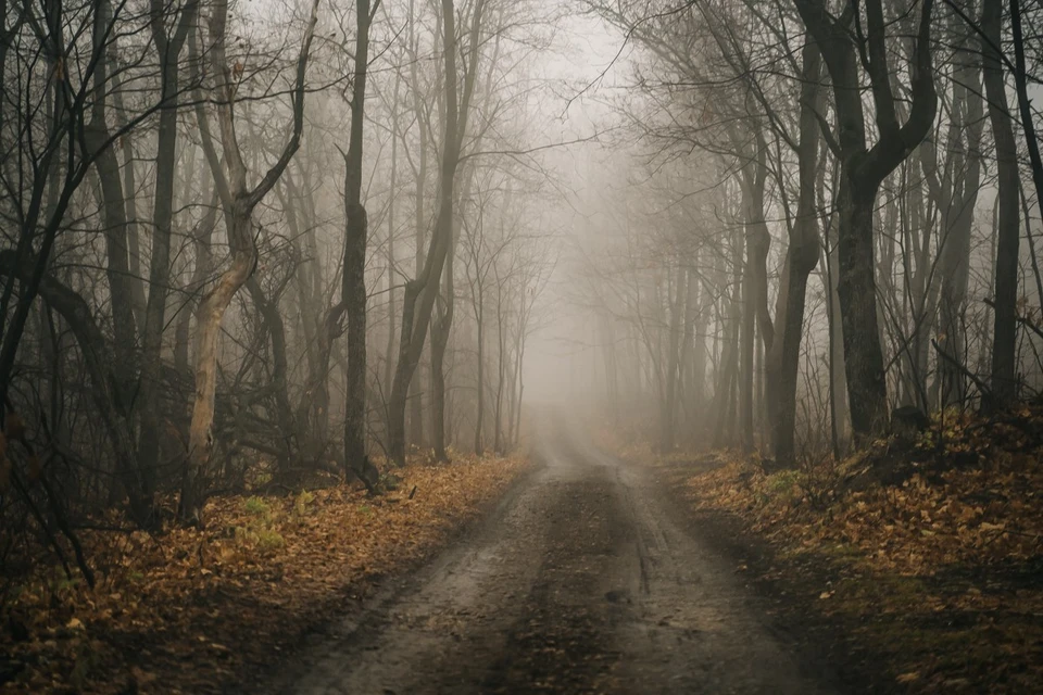 В Ульяновской области 23 октября ожидается дождливая погода и туманы