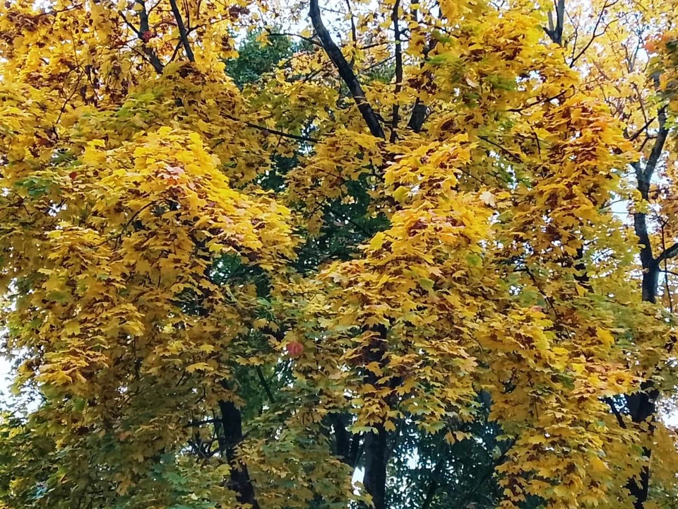 Синоптики сообщили о сухой и облачной погоде в Калужской области.