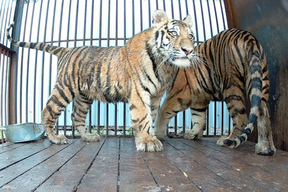 Охотоведы изымали конфликтных зверей, два случая оказались особенными: в ситуациях были замешаны тигрята