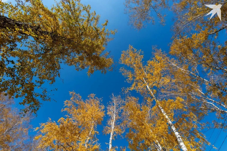 Под Минском заложат новый парк в виде крыльев аиста. Снимок носит иллюстративный характер.