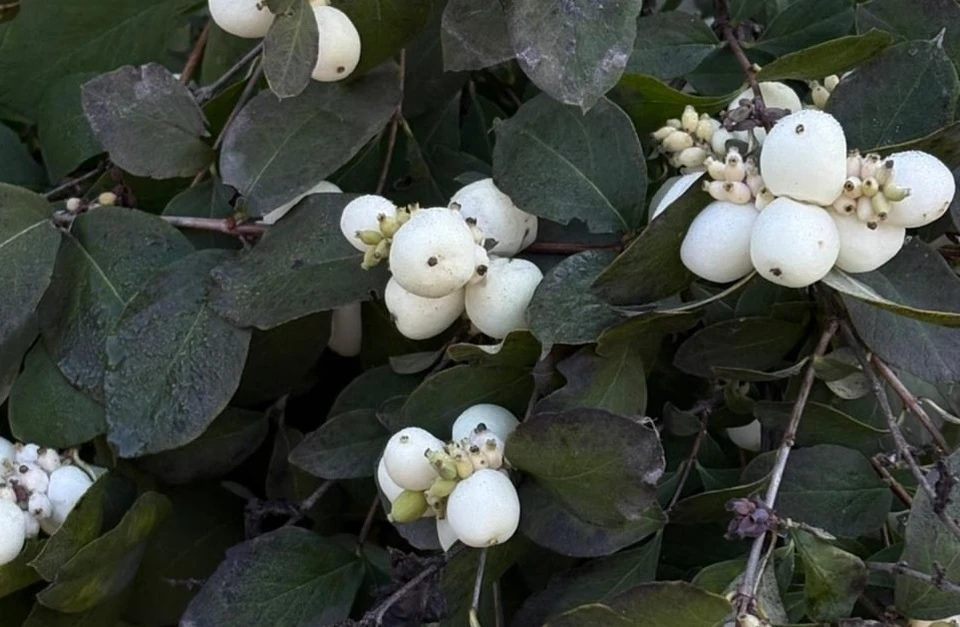 Фото: телеграм-канал «Управление по охране животного мира»