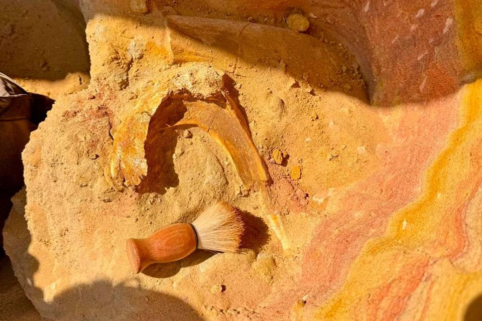 Гребень хорошо сохранился и позволит получить много интересной информации. Фото: t.me/ural_cave_bear