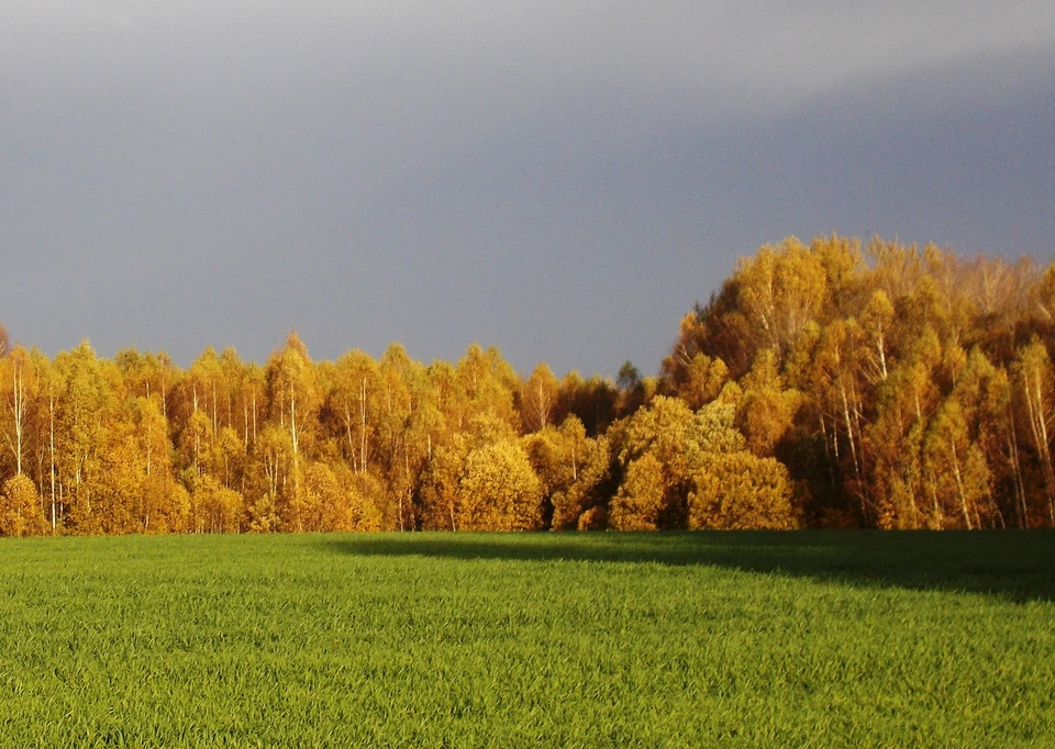 Метеорологи предсказали дождливую погоду с сильным ветром в Калужской области.