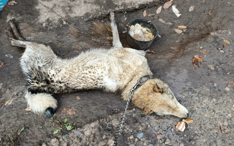 Пса по кличке Граф обнаружили в тяжелом состоянии. Фото: предоставили волонтеры