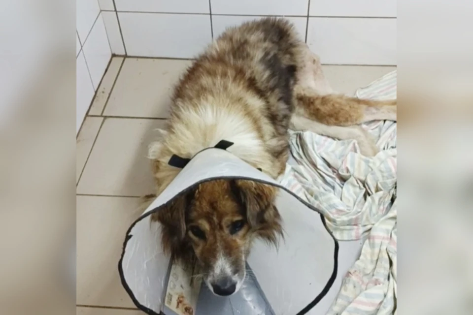 Тору провели операцию. Фото: ветеринарная клиника «Барс»