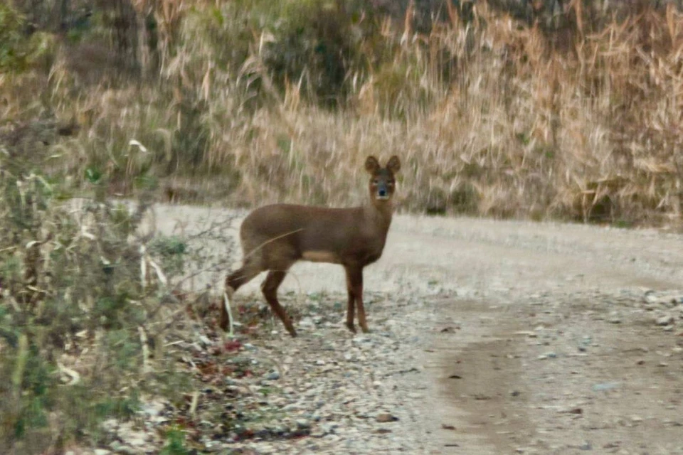 Недавняя встреча специалистов с оленем произошла у села Барабаш. Фото: Илья Плотников, сотрудник отдела науки «Земли леопарда»