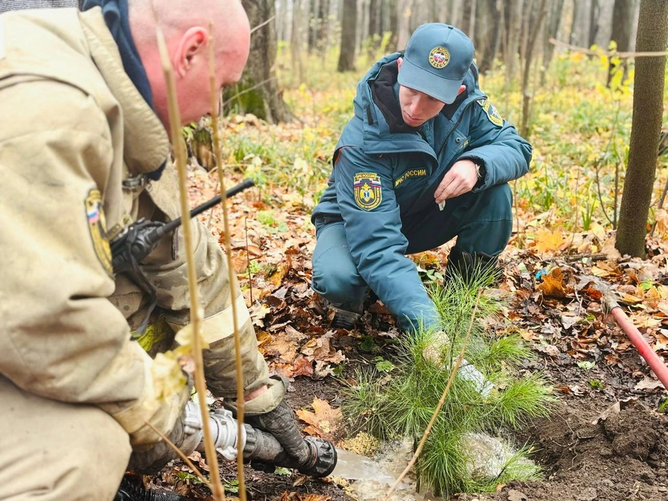 В Ульяновске в парке Победы волонтеры и сотрудники МЧС высадили 80 кедров | ФОТО: телеграм-канал Парки Ульяновска