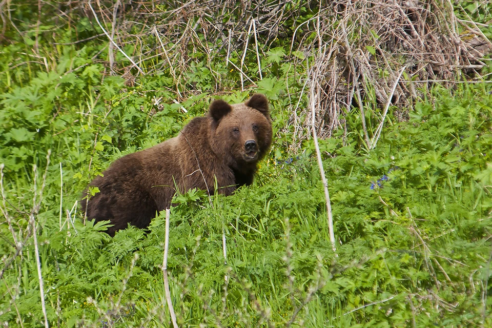 Голодные медведи в этом году часто выходят к туристическим тропам. Фото: Сергей Усик