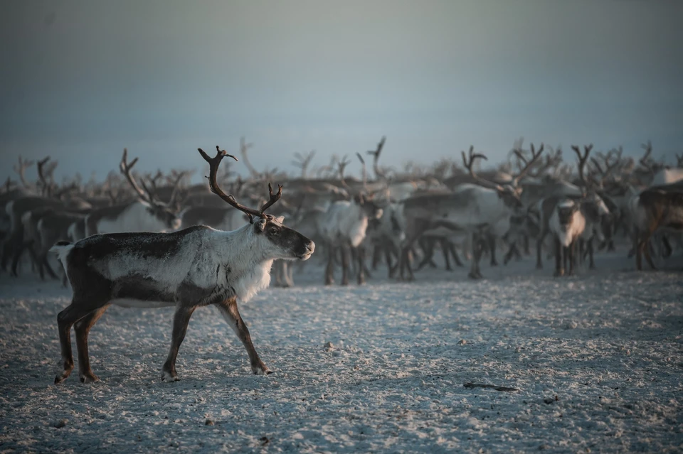 Фото: Андрей Сорокин.