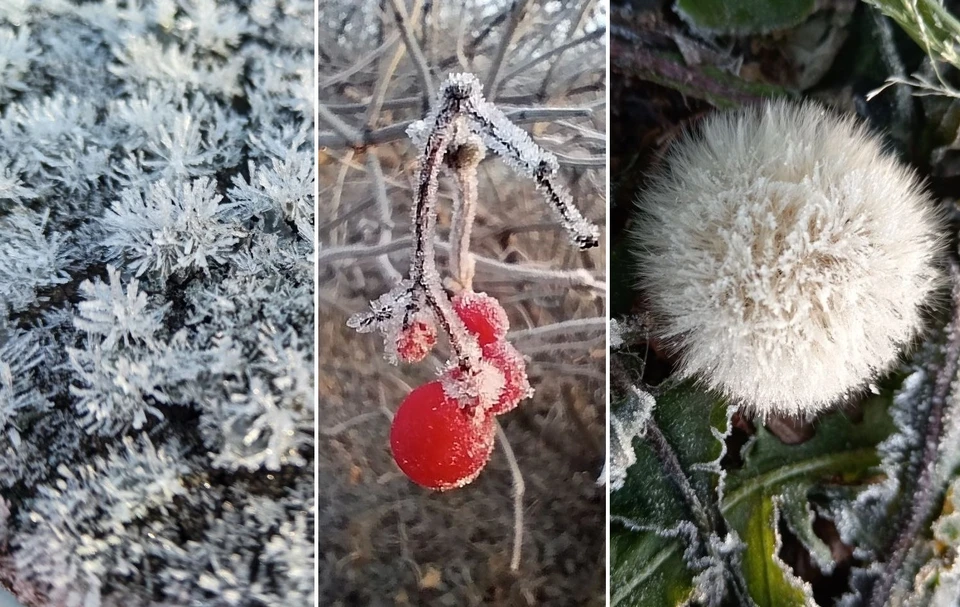 Кристаллики льда преобразили октябрьские пейзажи пригорода. Фото: Елена Мануйлова