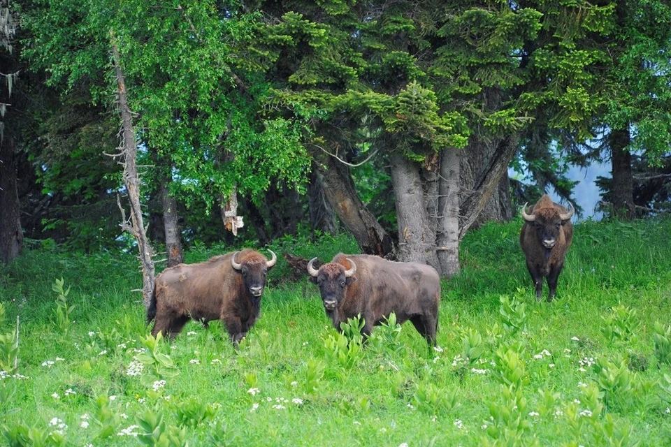 Фото: Кавказский биосферный заповедник