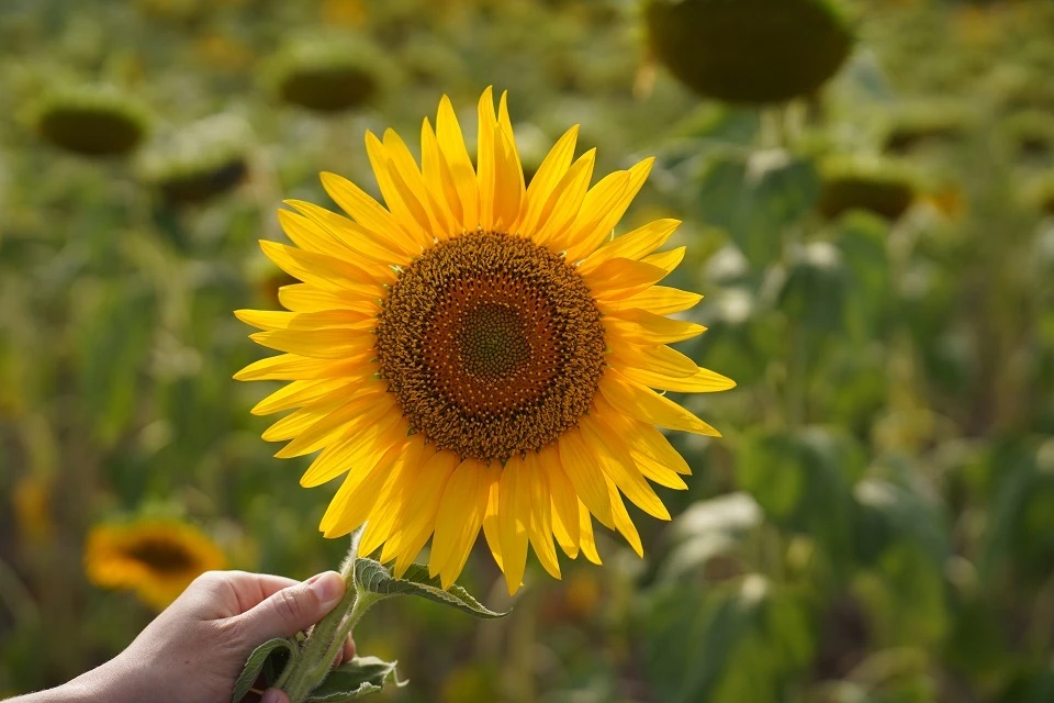 Минсельхоз: урожай подсолнечника в Крыму снизился в два раза в 2025 году