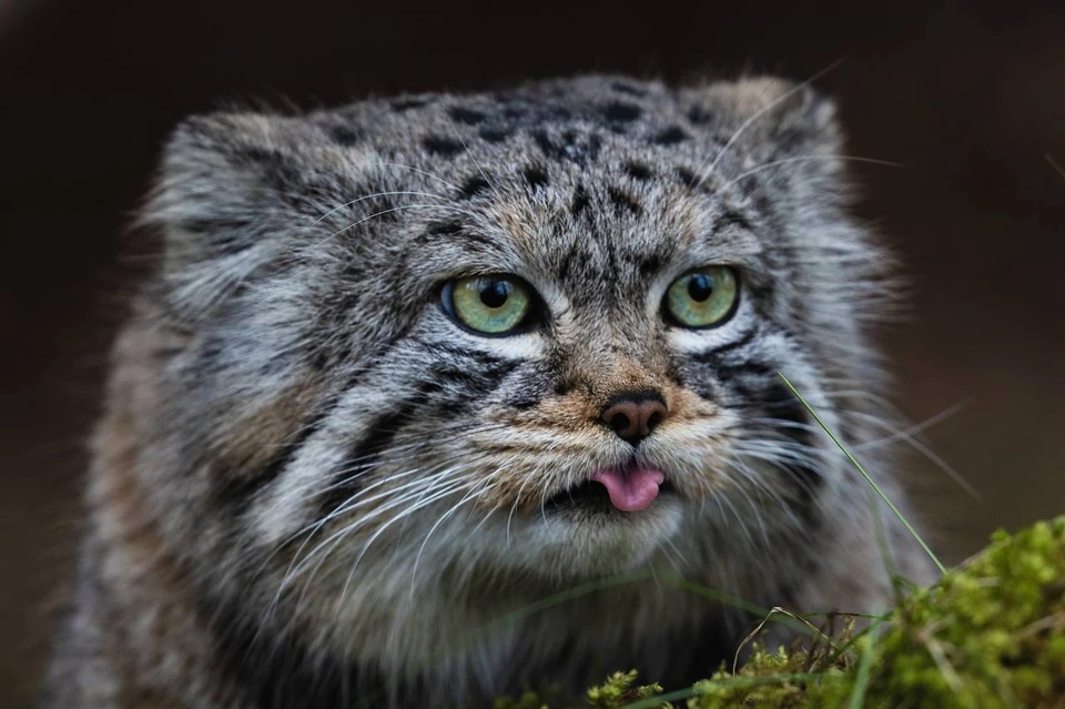 Фото: t.me/roev_ruchey