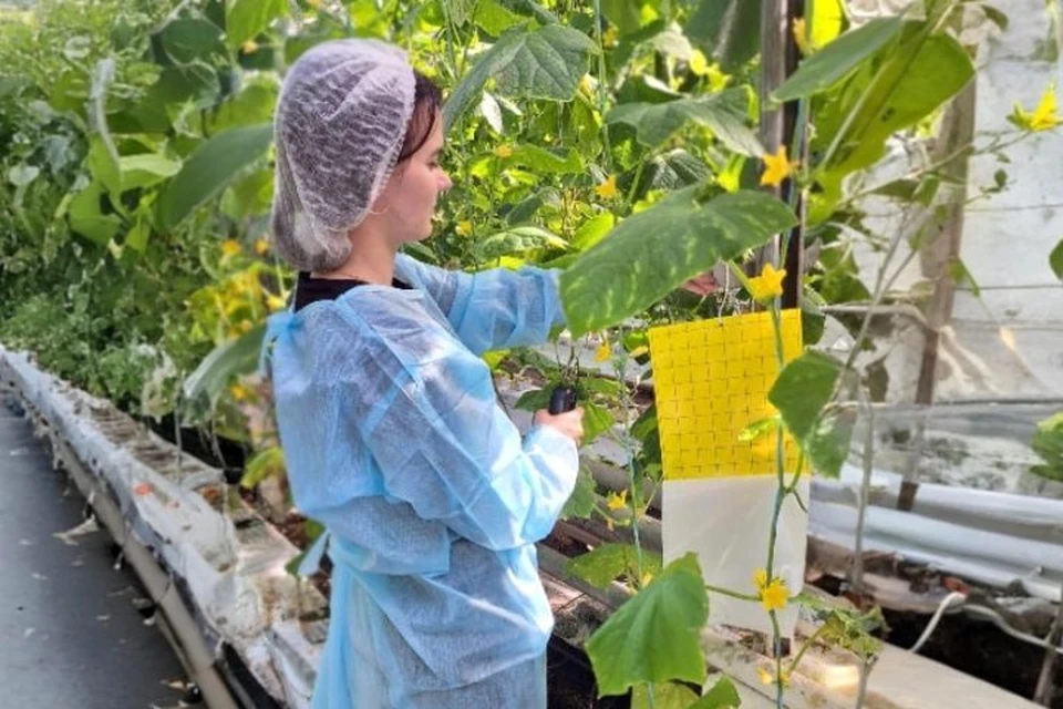 Фото: ФГБУ "ВНИИЗЖ".