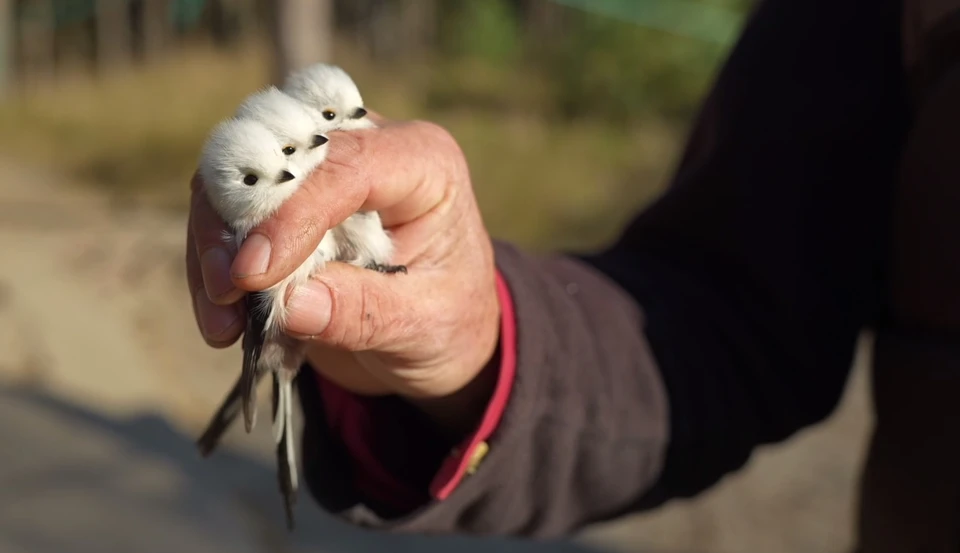 Орнитологи отмечают, что стало меньше птиц с иностранными кольцами