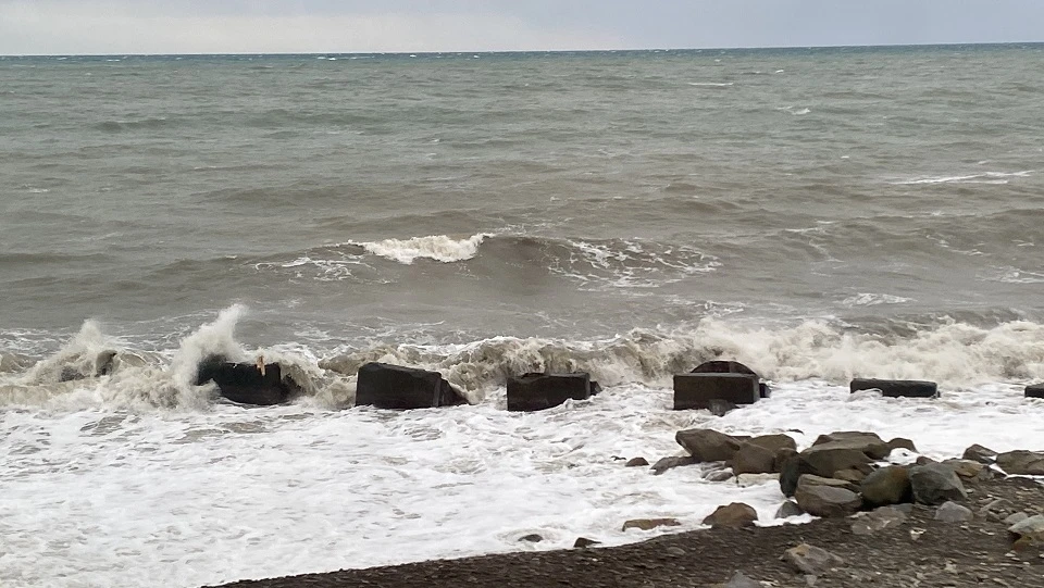 Севастопольский ихтиолог объяснила, как потепление влияет на популяцию хамсы