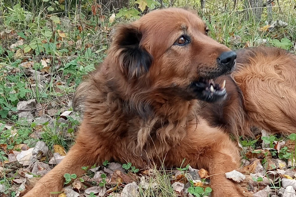 Пес был жестоко убит. Фото: vk.com/club219544779