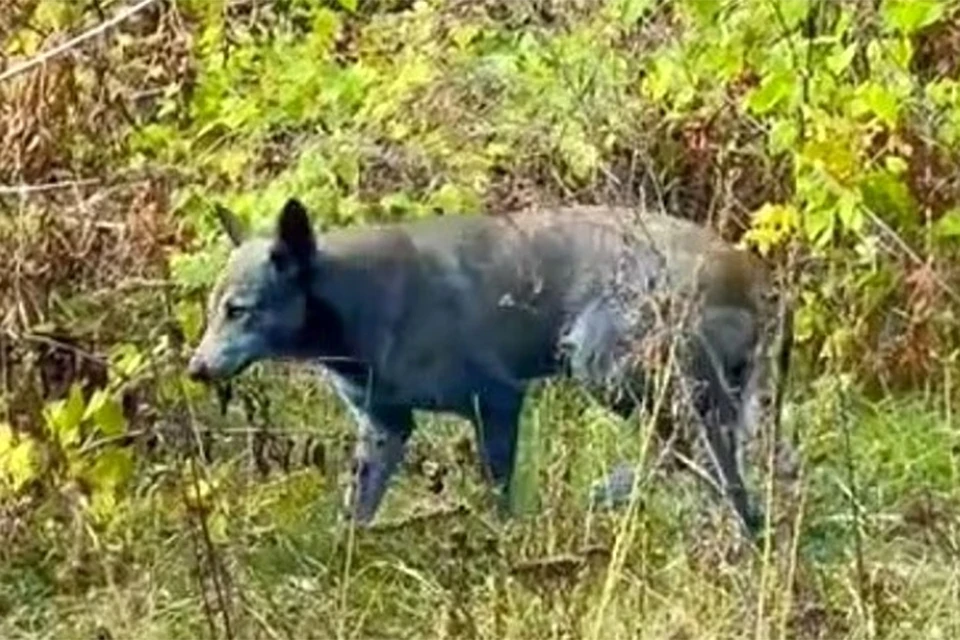 Чернобыльские собаки за неделю стали синими. Фото: @dogsofchernobyl