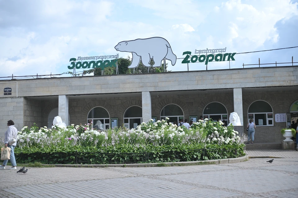 Черепашек бросили на произвол судьбы.