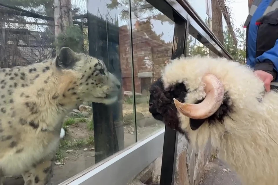 Фото: Челябинский зоопарк