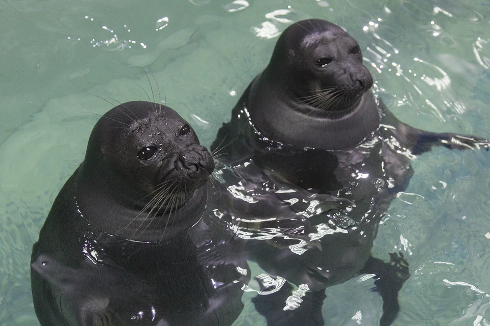 Поводом для реагирования стали публикации в средствах массовой информации