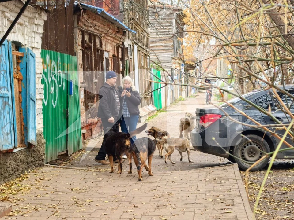 У Владимира Шумилина забрали часть питомцев