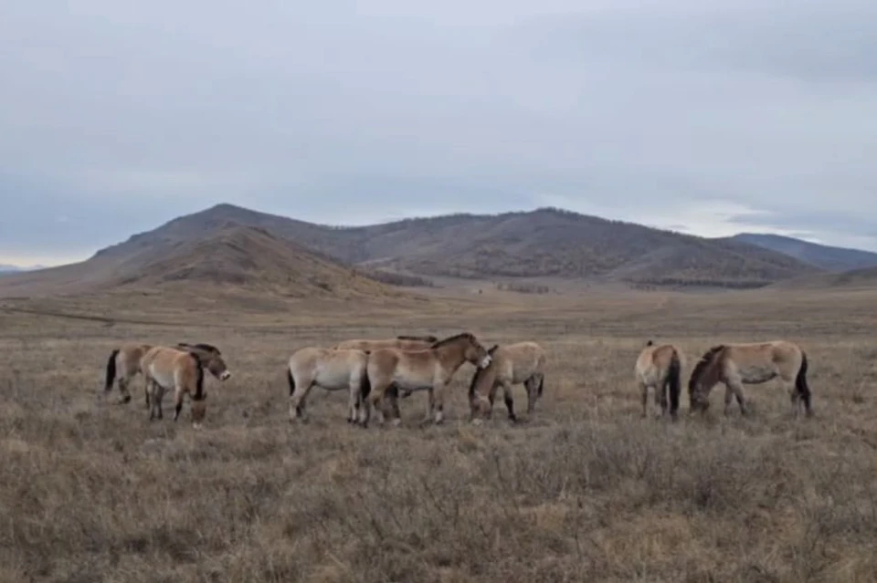 Животные с интересом исследуют местность, пробуют траву. Фото: скриншот видео тг "Заповедники Оренбуржья"