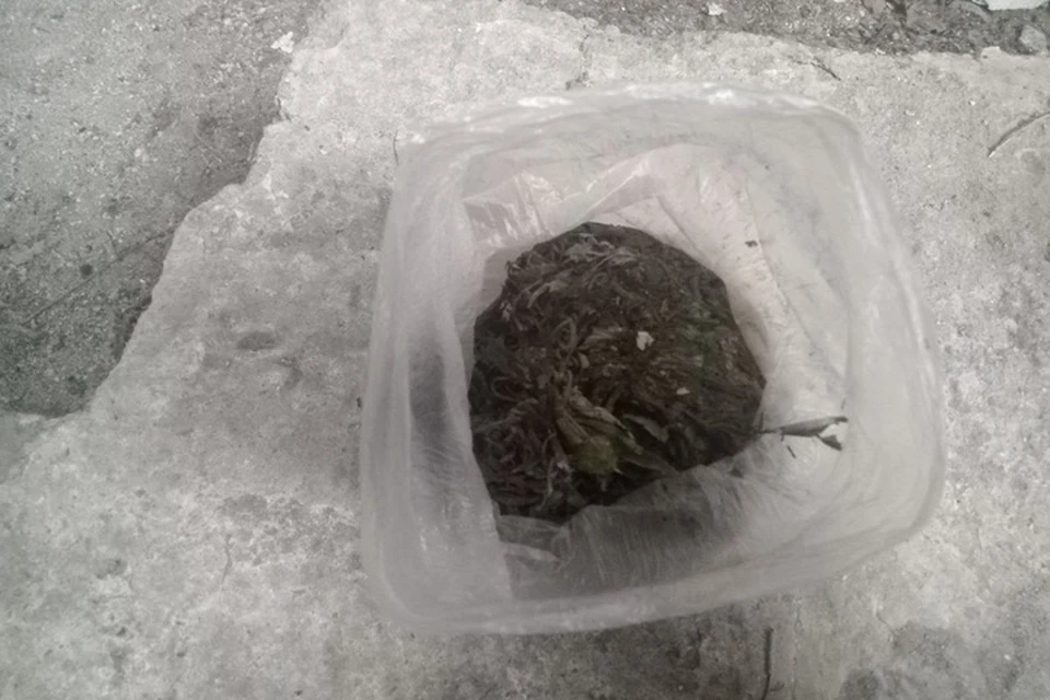 Сверток с коноплей нашли у жителя региона полицейские. Фото: ГУ МВД России по ЗО