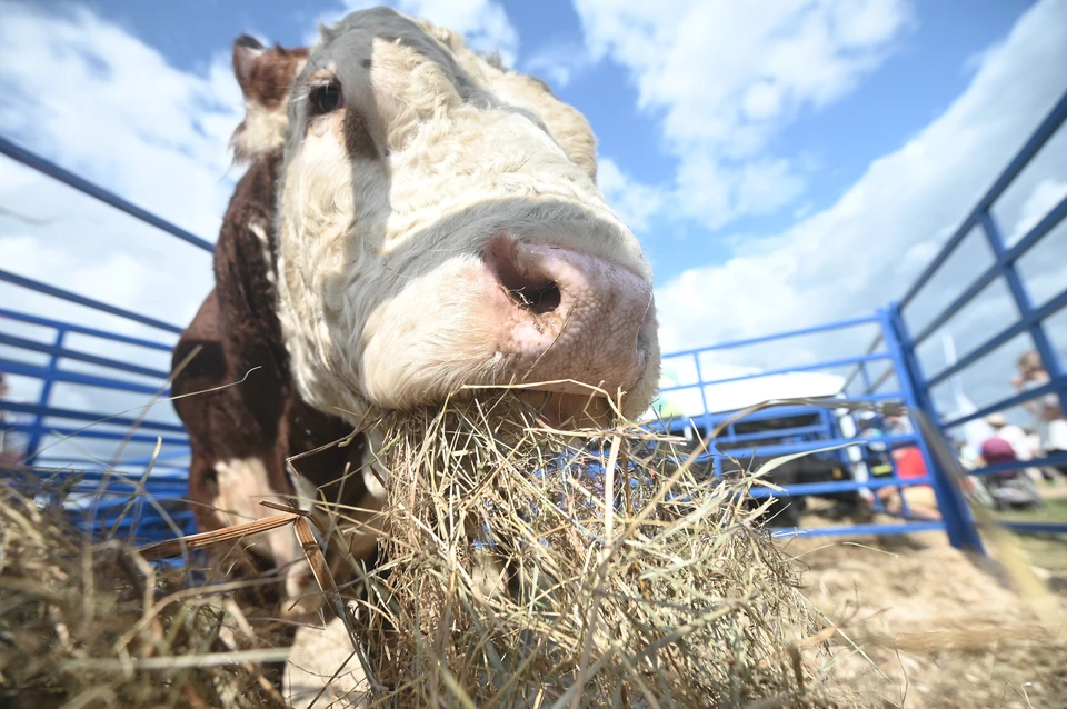 «Лишние» животные обнаружились на молочной ферме.
