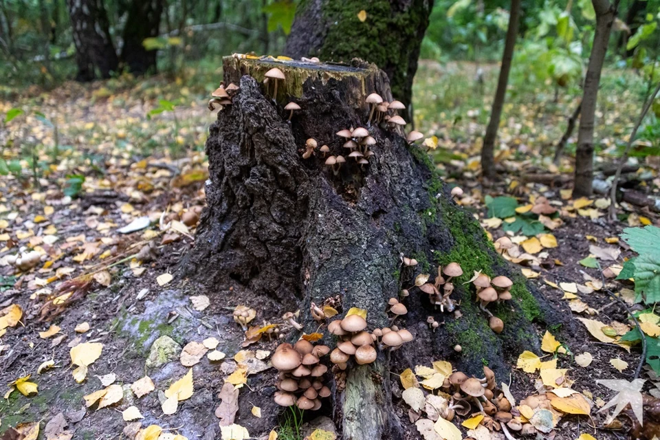 «Черные лесорубы» срубили десять деревьев и прикрыли пни травой