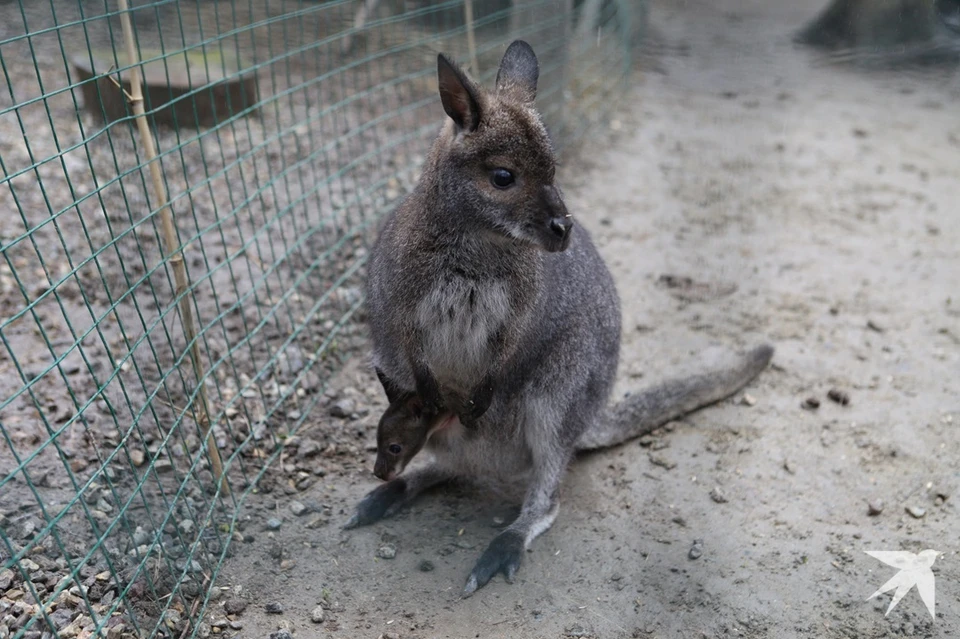 Кенгуру Беннета увезли в Белгород для дальнейшего разведения вида