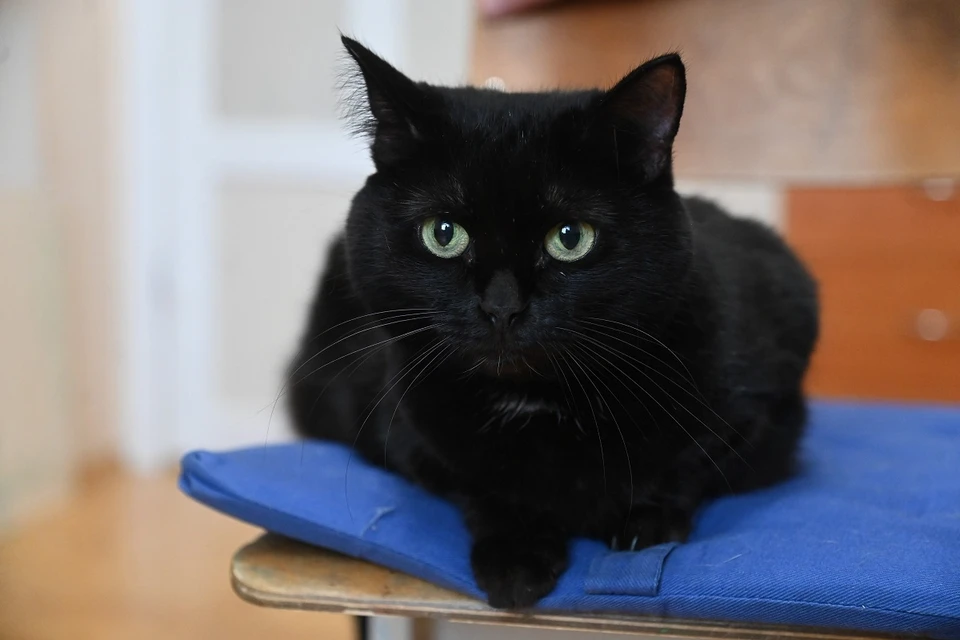 Слухи касались жертвоприношений черных кошек.