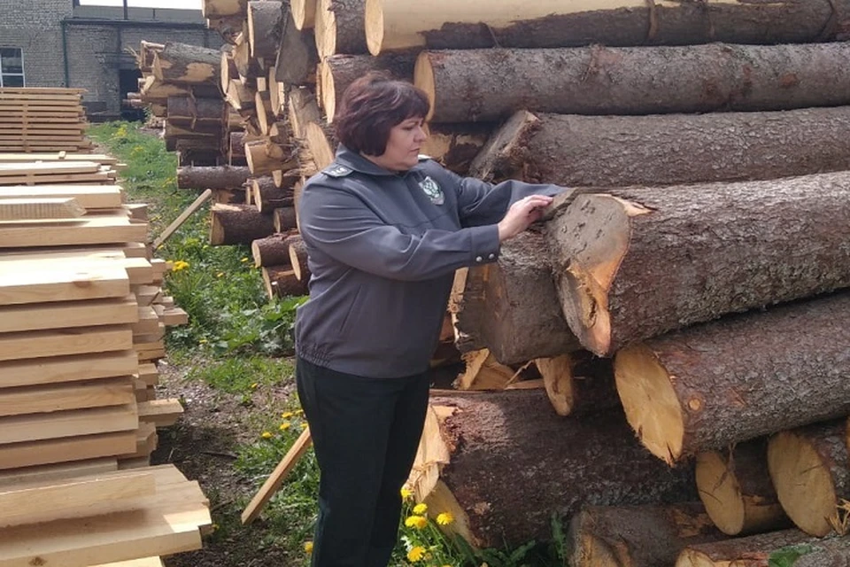 Лес экспортируют в пять зарубежных стран. Фото: Управление Россельхознадзора по Тверской и Ярославской областям.
