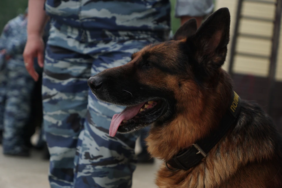 На территории Симферополя было обнаружено и изъято 40 «закладок».