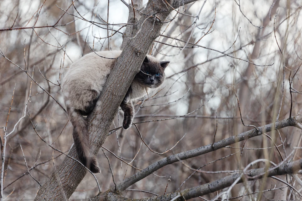 Животное просидело на 6-метровой высоте два дня.