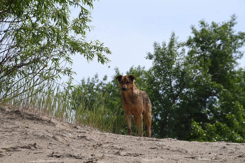 Ситуация с бродячими собаками становится лучше