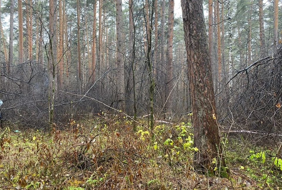 В Юго-Западном лесопарке нашли труп. Фото: СУ СКР по Свердловской области