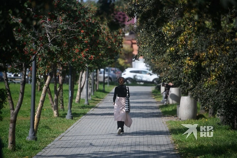 Планируется обработать еще 282 зеленых насаждения