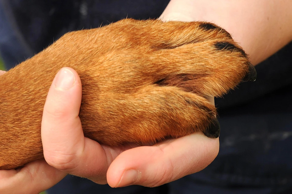 В Красногорске произошло массовое отравление собак, два животных умерло