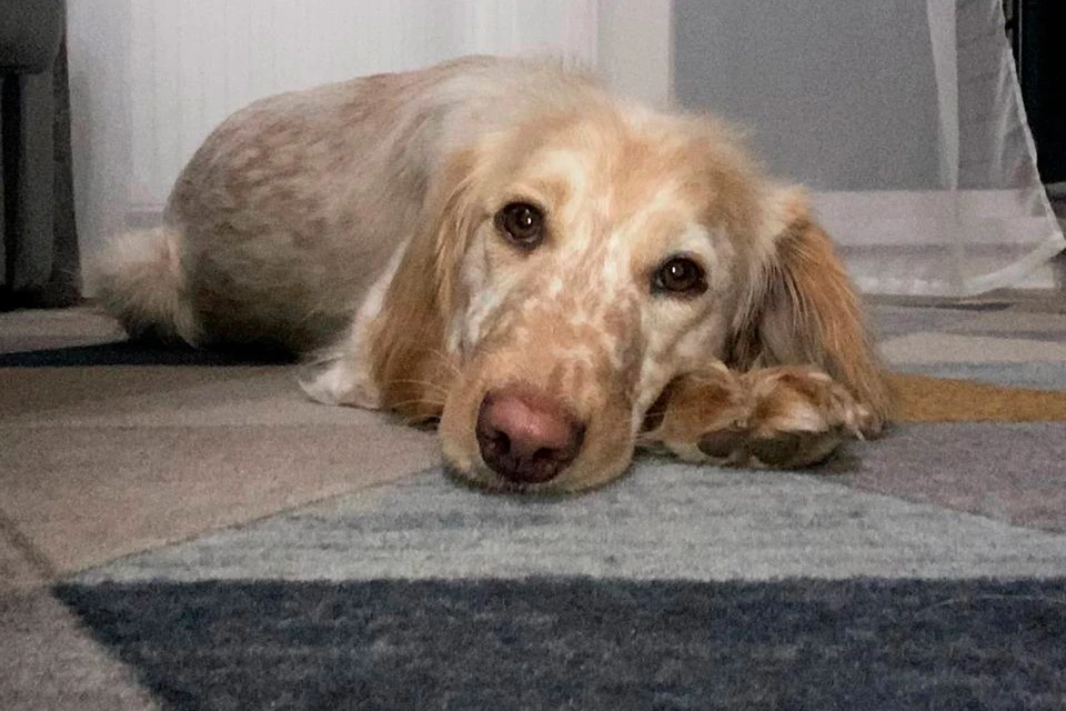 Лаки скоропостижно умерла сразу после прогулки