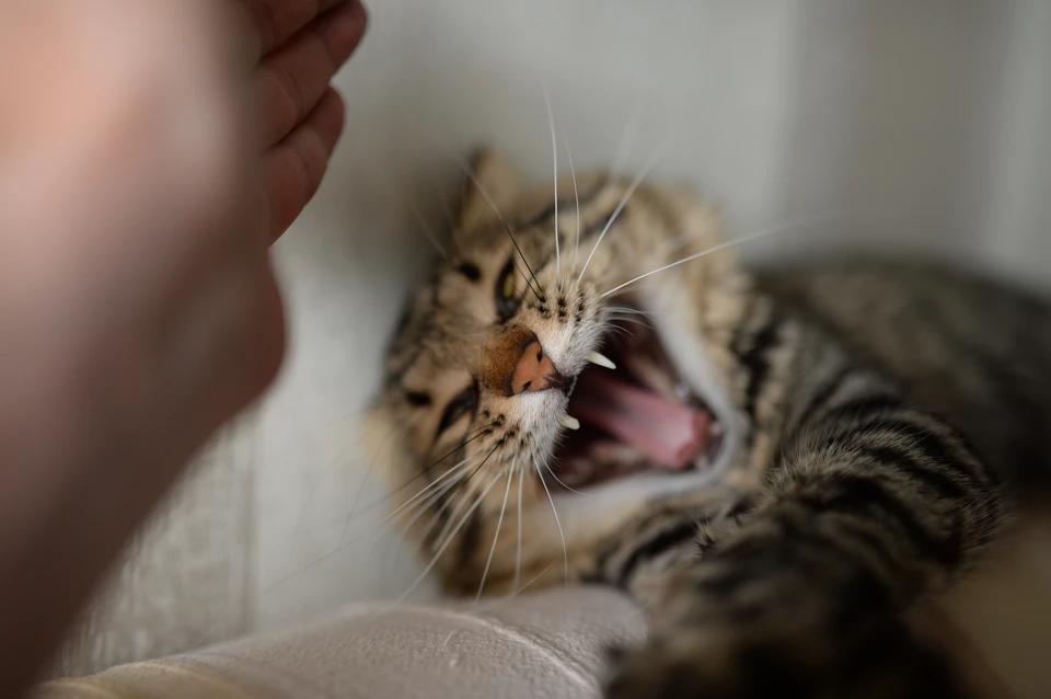 Очаг опасного вируса находится в частном секторе