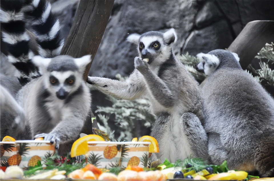 9 ноября в Тульском экзотариуме пройдёт День лемуров.