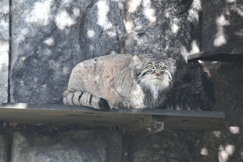 В новосибирском зоопарке манулы продолжают «зажировку» к зиме