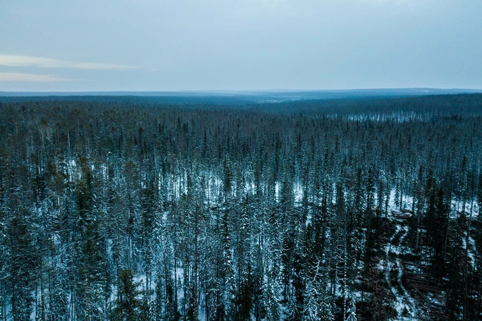 За незаконную вырубку леса осуждены трое жителей Хабаровского края
